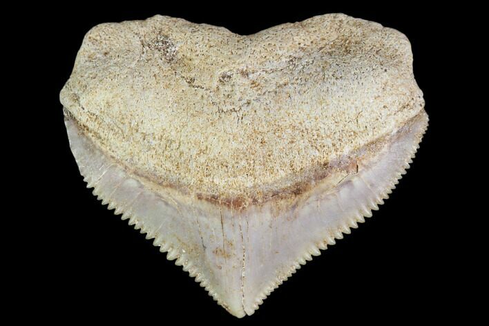 Fossil Crow Shark (Squalicorax) Tooth- Morocco #110058